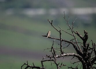 a beautiful field bird sits on a tree branch and sings against a beautiful background