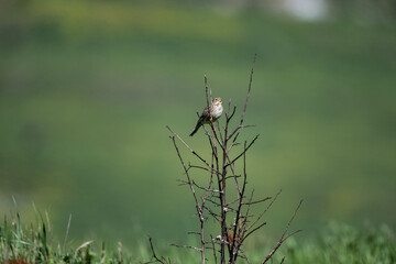 a beautiful field bird sits on a tree branch and sings against a beautiful background