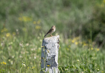 a beautiful field bird sits on a tree branch and sings against a beautiful background