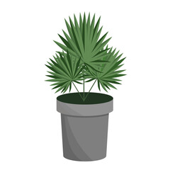 Palm tree in a flower pot, isolated on a white background.Vector illustration of an exotic plant.