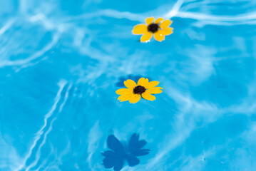 Fototapeta na wymiar 水に浮かぶ黄色い花