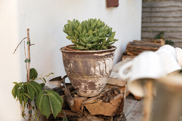 Gardening - a set of tools for a gardener and flower pots in a sunny garden.