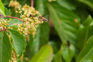 Bee collecting pollen at yellow flower. Bee flying over the yellow flower in blur background