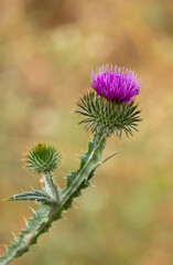 The beautiful milk thistle flower in the field, close up. Herbal Remedy Silybum marianum, St. Mary's Thistle, Scotch Milk Thistle, Mary's Thistle, Cardus marianus flower