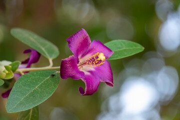Beautiful Lagunaria patersonii flower with defocused natural background