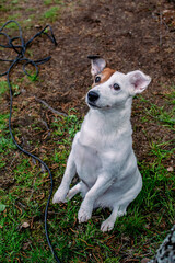 Jack Russell Terrier asks for food