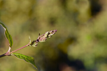Hungarian lilac flower bud