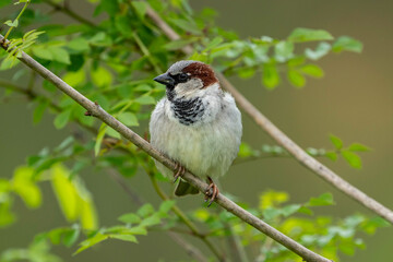 House Sparrow (Passer domesticus) perched on a tree branch