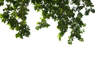 Isolated image of a branch with leaves of a large tree on a transparent background png file.
