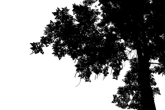 Isolated image of tree branch silhouette on a png file at transparent background