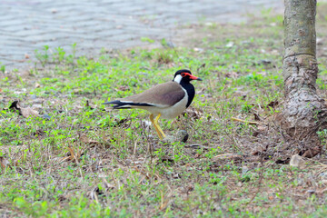 Sri Lanka Residential Naturel Birds