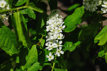 Blooming bird-cherry tree grow in the garden. Spring gardening, outdoor concept background, floral style