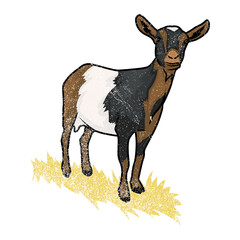 Pygmy Goat Images Vector Illustration