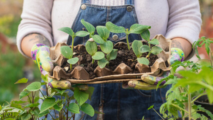  seedlings in the hands of a gardener close-up against the background of a green garden selective focus