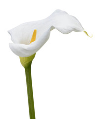 White flowers Calla lily isolated on transparent background - obrazy, fototapety, plakaty