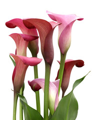 Red and pink calla lilies isolated on transparent background - 605582383