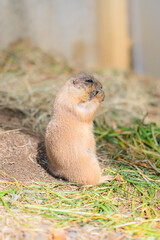 オグロプレーリードッグ