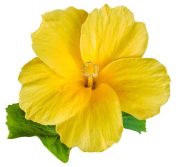 Yellow hibiscus flower isolated on transparent background © nunawwoofy