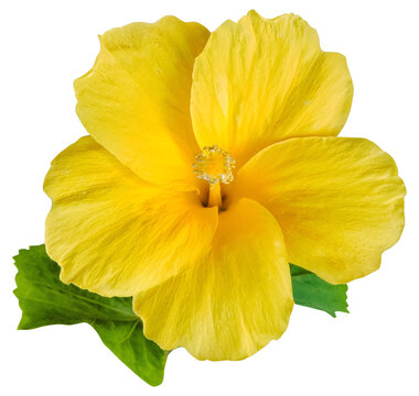 Yellow hibiscus flower isolated on transparent background