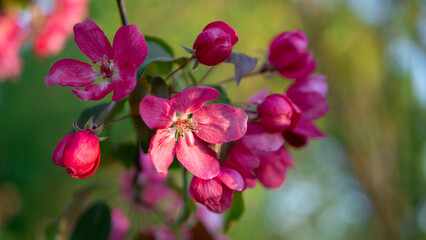 Pink watercolor flowers on an apple tree in spring. Blooming spring beautiful garden in the rays of the setting sun.