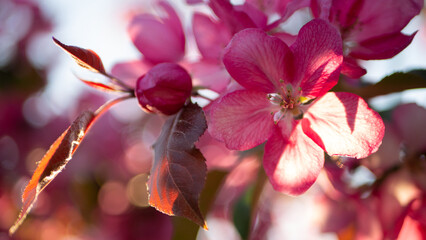 Pink watercolor flowers on an apple tree in spring. Blooming spring beautiful garden in the rays of the setting sun.