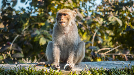 Monkey Vietnam