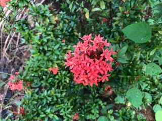 beautiful flower pink garden natural green background. fresh and cool