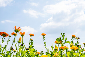 Blooming chrysanthemums under blue sky and white clouds