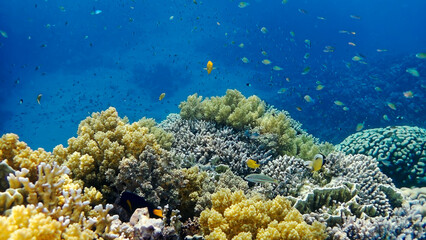 Fototapeta na wymiar underwater world of the Red Sea 