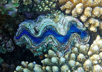 underwater world, cockle Giant Clam in the Red Sea Colorful and beautiful