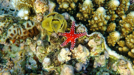 underwater world of the Red Sea 