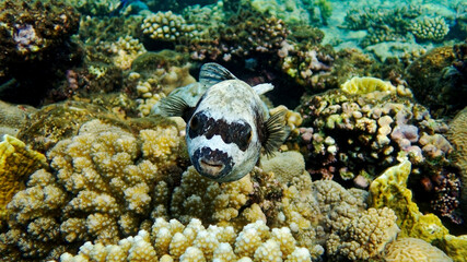 underwater world of the Red Sea  © Globus 60