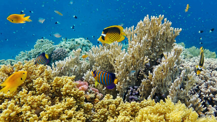 underwater world of the Red Sea 