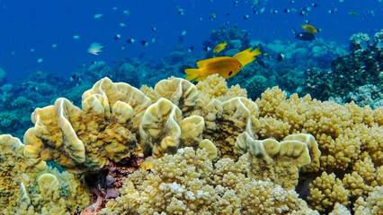 Naklejka na ściany i meble underwater world of the Red Sea 