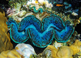 underwater world, cockle Giant Clam in the Red Sea Colorful and beautiful