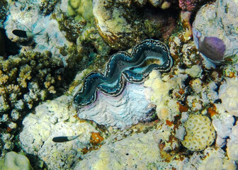 Detail of the mantle of a giant clam, Tridacna, 