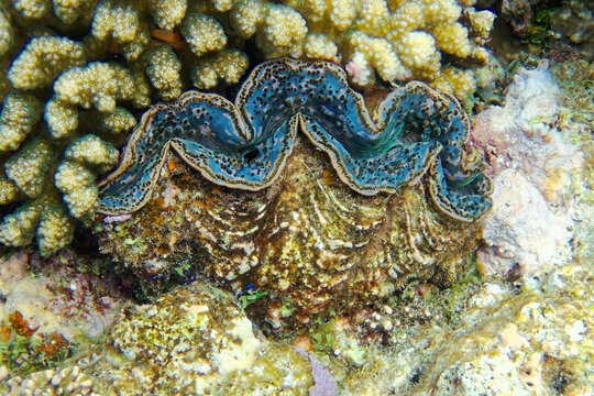 Detail of the mantle of a giant clam, Tridacna, 