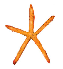 Watercolor coral reef drawing sea ocean natural kelp algae, polyp coral plants seaweed on white background hand drawn illustration water undersea bubbles aquarium