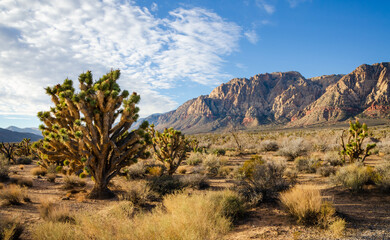 Desert at Spring Mountain Ranch State Park
