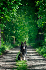 Owczarek niemiecki siedzi w letnim lesie, ujęcie z przodu, tresura psów rasowych. Sesja z psem na tłe natury. 