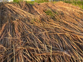 Background and texture of dried rice straws on the side of paddy field after harvest season.