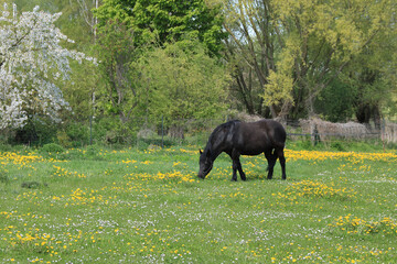 schwarzes Pferd auf einer blühenden Wiese