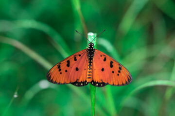 Fototapeta na wymiar butterfly on the grass. orange butterfly on a grass. butterfly on a green leaf. a butterfly with beautiful wings. macro animal photography. 