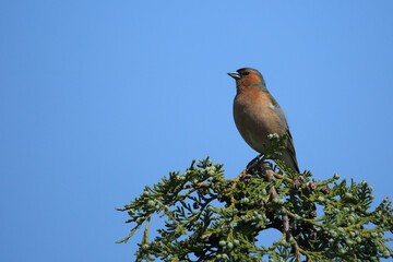 Gartenrotschwanz Weibchen auf einem Zweig