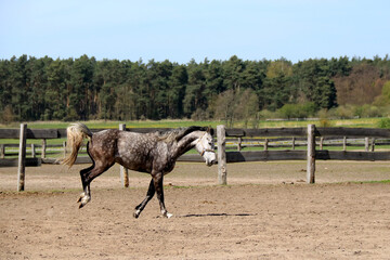 ein Schimmel im Galopp auf der Pferdekoppel