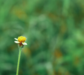 the gletang plant is in bloom. asteraceae family. beautiful nature wallpapers. macro flower photography, for nature background.
