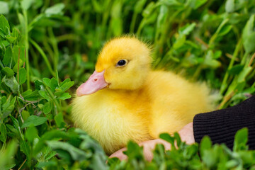 Cute fluffy yellow duckling sitting in the girl hand in the grass, newborn little yellow ducklings, farm animals.