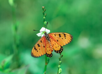 butterfly on a flower