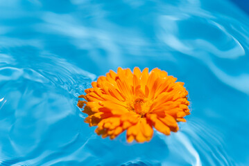 Fototapeta na wymiar 水に浮かぶキンセンカの花