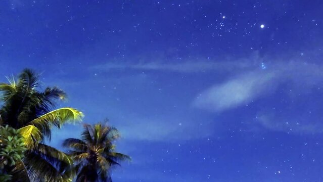 Shooting stars n big dipper or orion over palm tree forest in dark night blue sky